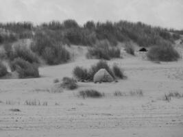 Spiekeroog island in germany photo