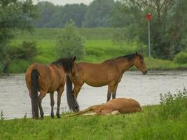 Horses at the Ijssel river photo