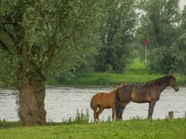 Horses at the Ijssel river photo