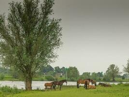 caballos a el ijssel río foto