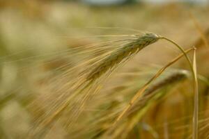 Corn in germany photo