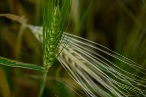 Corn in germany photo