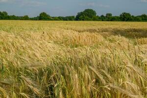 Corn in germany photo