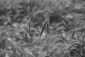 Corn in germany photo