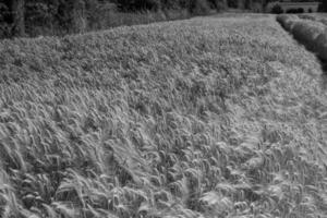 Corn in germany photo