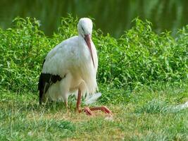 storks in germany photo