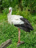 storks in germany photo