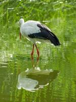 storks in germany photo