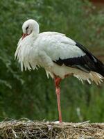 storks in germany photo