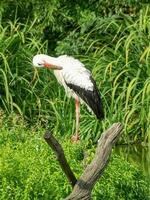 storks in germany photo