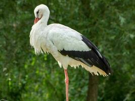 storks in germany photo