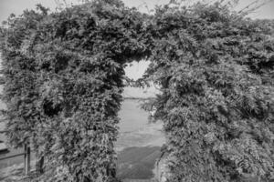 cañas en el río Rin foto