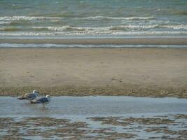 Delaware haan ciudad en Bélgica foto