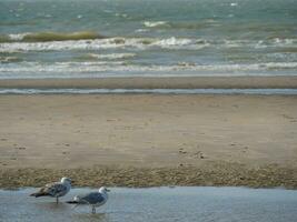 Delaware haan ciudad en Bélgica foto