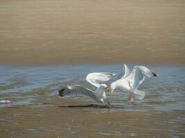 the beach of De Haan at the north sea photo