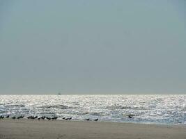 the beach of De Haan at the north sea photo