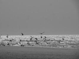 the beach of De Haan in Belgium photo