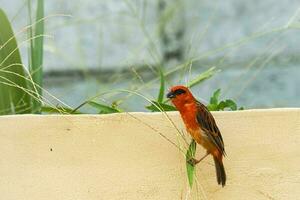 Seychelles red and brown  fody bird eating the seed of guinea grass, near a wall Mahe Seychelles photo