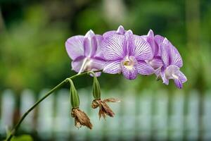 reina victoria dendrobium orquídea en el jardín, mahe seychelles hdr foto