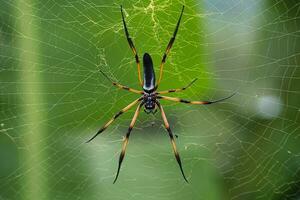 seychelles palma araña en el web, hermosa negro y oro color, de cerca disparo, mahe seychelles foto
