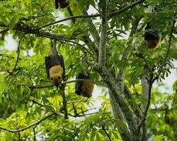 Fruits bats handing inside the botanical garden in the cotton tree, Mahe Seychelles photo