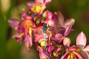 Dragonfly on Philippine ground orchid in the garden, Mahe Seychelles photo