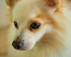 de cerca de cara puro raza pomeranio perro a hogar foto