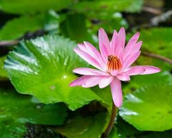 Pink waterlily inside the pond in the botanical garden, honey bee taking nectar, Mahe Seychelles photo