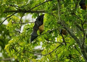 Fruits bats handing inside the botanical garden in the cotton tree, Mahe Seychelles photo