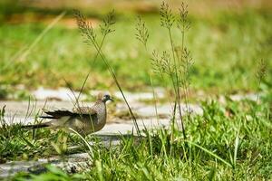 Turtle dove bird between long grasses on the garden looking for food, Mahe Seychelles photo