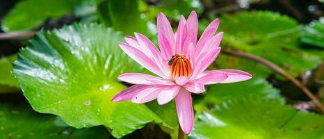 Pink waterlily inside the pond in the botanical garden, honey bee taking nectar, Mahe Seychelles photo