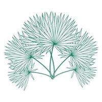 Saribus rotundifolius palm leaf vector design template