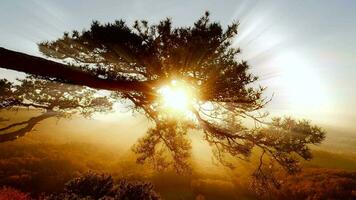 bunt beschwingt Natur Bäume Wald Landschaft im Herbst fallen Jahreszeit beim Sonnenuntergang Licht video