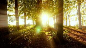 färgrik vibrerande natur träd skog landskap i höst falla säsong på solnedgång ljus video