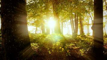 vistoso vibrante naturaleza arboles bosque paisaje en otoño otoño temporada a puesta de sol ligero video