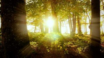 kleurrijk levendig natuur bomen Woud landschap in herfst vallen seizoen Bij zonsondergang licht video