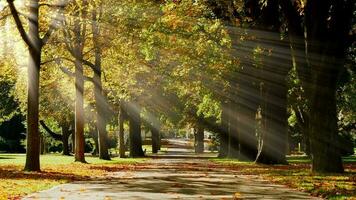 kleurrijk levendig natuur bomen Woud landschap in herfst vallen seizoen Bij zonsondergang licht video