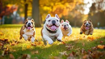 Cute funny English bulldogs group running and playing on green grass in park in autum, photo