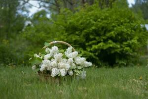 Large wicker basket with white lilac flowers. The basket stands on the grass in the green garden. photo