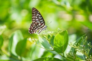 Butterfly sitting on flower or green leaf photo