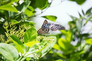 Butterfly sitting on flower or green leaf photo