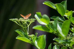 Butterfly sitting on flower or green leaf photo