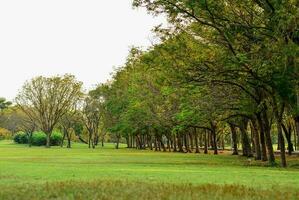 grass field and many trees in the park photo