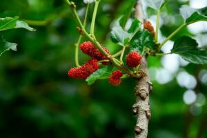red mulberry fruit in thiere brunch photo
