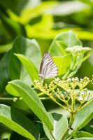 Butterfly sitting on flower or green leaf photo