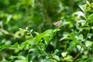 Butterfly sitting on flower or green leaf photo