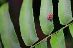 Red beetle on green fern leaf photo