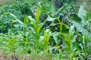 Beautiful corn fields green leaves and wet from the rain, agricultural crops are growing photo