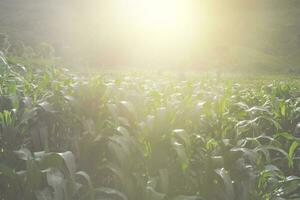 Beautiful corn fields green leaves and wet from the rain, agricultural crops are growing photo