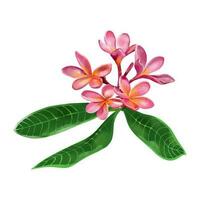 Pink plumeria with green leaves. Vector illustration of exotic flowers in a watercolor style on a white background. Design element for wedding invitations, greeting cards, summer banners.